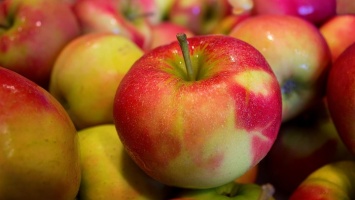Яблоки с вредителями завезли в Алтайский край