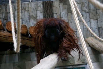 В Калининградский зоопарк из Дании привезли самца борнейского орангутана (фото) (видео)