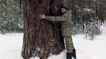 Минприроды призывает жителей Алтайского края искать деревья-гиганты