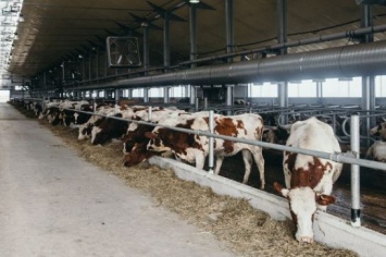 До конца 2021 года в Приамурье планируют запустить три новых животноводческих комплекса