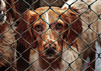 50 собак в воде: приют для животных частично затопило в Новокузнецке