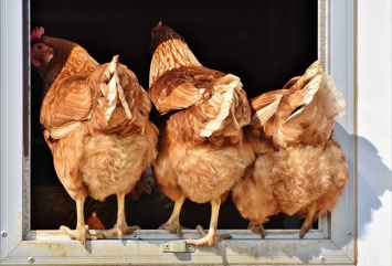 Отпускные цены производителей на мясо курицы в России начали снижаться