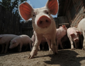 Сибирские свиноводы выкупили бизнес белгородского «Промагро»