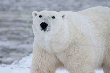 Белый медведь из зоопарка Екатеринбурга умер из-за детского мячика