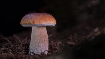 Партия сушеных белых грибов отправилась из Алтайского края за границу