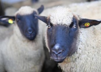 В Бурейском районе «задержали» коров и овец без документов