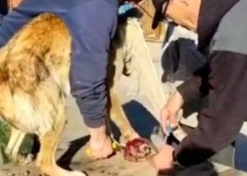 В Благовещенском районе спасли собаку, попавшую в капкан