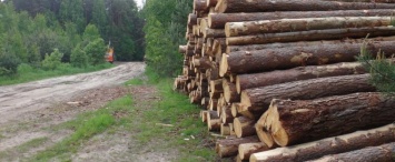 За год в Калужской области незаконно срубили более 1200 кубометров леса