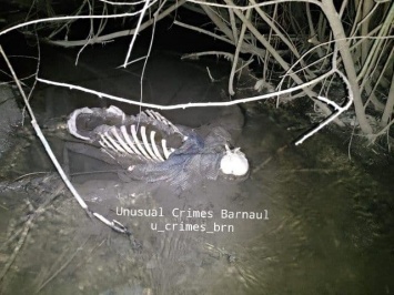 Следователи развеяли слухи о происхождении найденного в барнаульском парке скелета