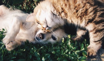 Совфед РФ принял закон о запрете изъятия домашних животных за долги