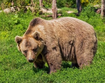 Артур Парфенчиков разрешил охотиться на медведя с собаками