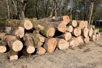 «Делянка лесозаготовщиков»: в Ашманн-парке проводят масштабные вырубки (фото)
