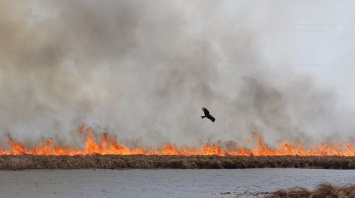В Алтайском крае неуклонно растет количество ландшафтных пожаров