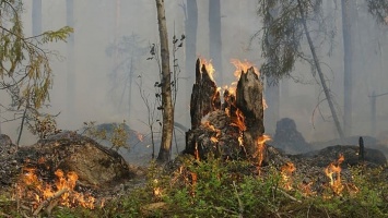На выходных в Алтайском крае горело 11 участков леса