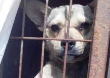 Хозяев собак, попавших в приют, ищут в Белогорском округе
