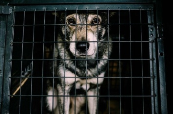 С хозяйкой Нижневартовского пункта передержки, в котором более 30 собак морили голодом, не могут связаться полицейские