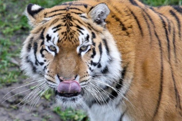«Боль хроническая, но терпимая»: в зоопарке обследовали «пожилых» тигра и медведицу