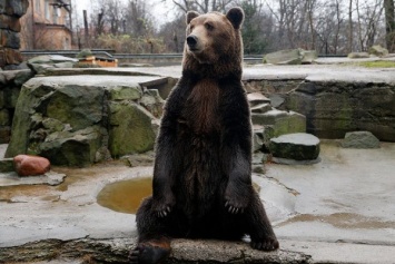 Если скала упадет, медведь выйдет на улицу: в зоопарке показали аварийный медвежатник