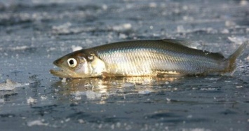 Никаких лодок и сетей: в Югре ограничили вылов рыбы