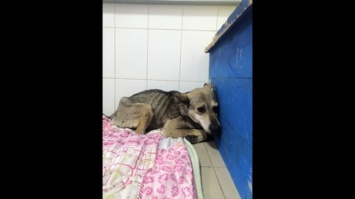 Собака без задних лап и с тремя сотнями клещей попала в новокузнецкий приют