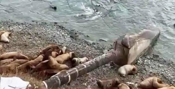 В Петропавловске морские львы мешают работникам водоканала заменить трубу