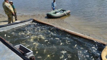 Мальков сазана заселят рыболовы в Поливалку