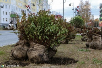 В этом году в Нижневартовске высадят около 13 тысяч деревьев и кустарников