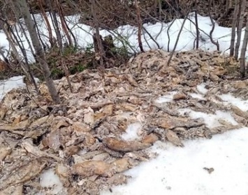 Свалка мертвой форели обнаружена в Калевальском районе