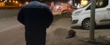 Бобер заблокировал дорогу в Обнинске (видео)