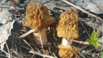 Первые сморчки. В Алтайском крае открылся грибной сезон