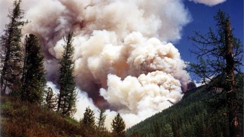 Обнародован прогноз лесных пожаров в Алтайском крае на лето 2021 года