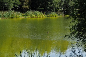 В озере Пелавском в Калининграде утонул человек