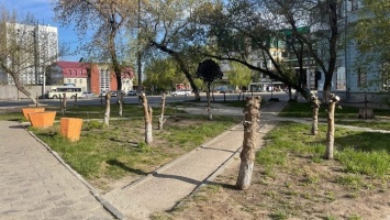 Пеньки. Странную санитарную обрезку яблонь обсуждают в Барнауле