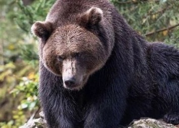 Медведь взломал дверь в пункте обогрева в Тындинском районе