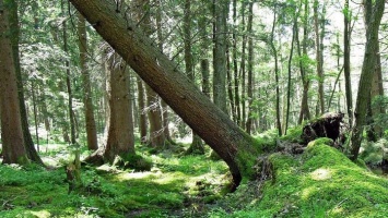 В алтайском лесничестве упавшее дерево убило заготовителя древесины