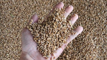 Налажен сервис по отправке «зерновых экспрессов» из Алтайского края в Китай
