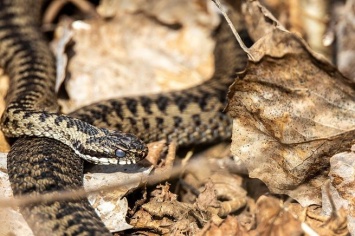 Ядовитые змеи затерроризировали кузбасскую семью