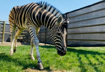 В зоопарк Барнаула привезли зебру по имени Вася