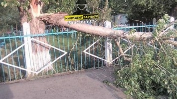 Ураган в Барнауле уронил дерево возле детского сада