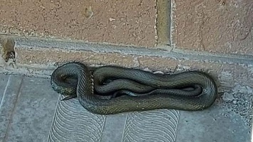 Змея, спящая на лестнице, не пускала барнаульцев в подъезд