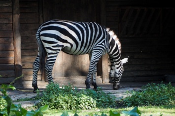 В Калининградском зоопарке решили организовать экскурсию на английском языке