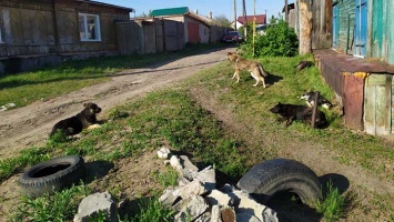 Прыгайте на забор. Барнаульцы жалуются на стаю бродячих собак в частном секторе