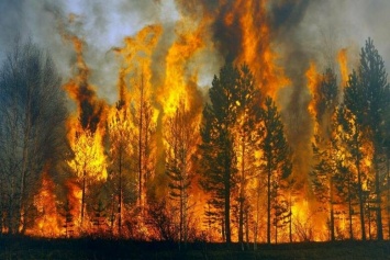 В Югре площадь лесных пожаров за выходные выросла в 7 раз