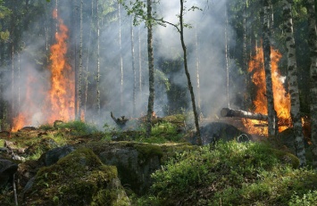 Правительство РФ выделило дополнительно около 3 млрд рублей на борьбу с лесными пожарами