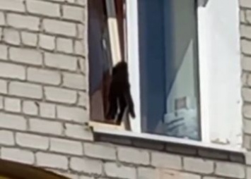 В Белогорске застрял кот в окне