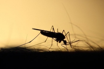 Специалисты Роспотребнадзора напомнили о риске получить сибирскую язву от комаров