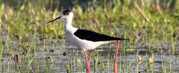 В Калужской области впервые обнаружили два новых вида птиц