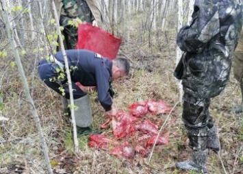 Браконьеры подстрелили косулю на болоте в Шимановском районе