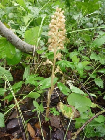 Редкие виды растений обнаружили в Водлозерском парке