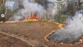 Лесной пожар в Алтайском крае едва не перекинулся на поселок